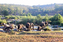 African elephant (Loxodonta africana) herd, Kruger National Park, South Africa.