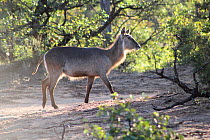 Waterbuck (Kobus ellipsiprymnus) Kruger National Park. South Africa. Picture taken by pupil Coleman Rammallo during residential photography course organised by Wild Shots Outreach.