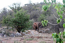 African elephants (Loxdonta africana) , Kruger National Park, South Africa. Picture taken by pupil Prisence Mashaba during residential photography course organised by Wild Shots Outreach.