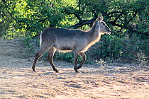 Waterbuck (Kobus ellipsiprymnus)  Kruger National Park. South Africa. Picture taken by pupil Evelyn Lekanyane during Wild Shots Outreach Residential Course.