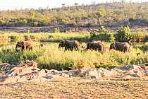 African elephant (Loxodonta africana) herd, Kruger National Park, South Africa. Picture taken by pupil Prisence Mashaba during residential photography course organised by Wild Shots Outreach.