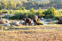 African elephants (Loxdonta africana) crossing river, Kruger National Park, South Africa.  Picture taken by pupil Israel Morei during residential photography course organised by Wild Shots Outreach.
