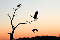 White-backed vulture (Gyps africanus) group of three, with two in flight, silhouetted at sunset, Kruger National Park, South Africa. Picture taken by Tharollo Shaai during residential photography cour...