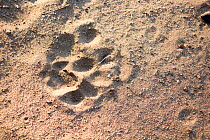 Leopard (Panthera pardus) track, South Africa. Picture taken by pupil Mapinye Rammallo during Wild Shots Outreach Residential Course.
