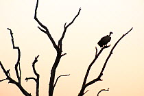 White backed vulture  (Gyps africanus) silhouetted at sunset,  Kruger National Park. South Africa. Picture taken by pupil Mapinye Rammallo during Wild Shots Outreach Residential Course.