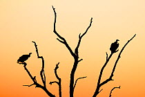White backed vulture  (Gyps africanus) two silhouetted at sunset,  Kruger National Park. South Africa. Picture taken by pupil Israel Morei during Wild Shots Outreach Residential Course.