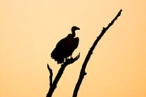 White backed vulture  (Gyps africanus) silhouetted at sunset,  Kruger National Park. South Africa. Picture taken by pupil Israel Morei during Wild Shots Outreach Residential Course.
