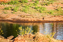 Nile crocodile (Crocodilus niloticus) on river bank, Kruger National Park. South Africa. Picture taken by pupil Evelyn Lekanyane during Wild Shots Outreach Residential Course.