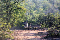 Waterbuck (Kobus ellipsiprymnus) herd, in wooded area, Kruger National Park. South Africa. Picture taken by pupil Chris Mojela during Wild Shots Outreach Residential Course.