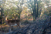 Impala (Aepyceros melampus) herd in wooded area, Kruger National Park. South Africa. Picture taken by pupil Chris Mojela during Wild Shots Outreach Residential Course.