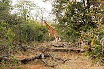 Giraffe (Giraffa camelopardalis) Kruger National Park. South Africa. Picture taken by pupil Israel Morei during Wild Shots Outreach Residential Course.