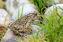 Midwife toad (Alytes obstetricans) Marquenterre Park, France, August,