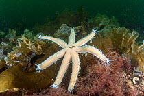 Seven armed starfish (Luidia ciliaris) amongst kelp in no take zone, South Arran Marine Protected Area, Isle of Arran, Scotland, UK, August.