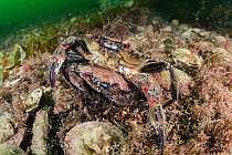 Velvet swimming crab (Necora puber) pair mating in no take zone, South Arran Marine Protected Area, Isle of Arran, Scotland, UK, August.