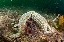 Spiny starfish (Marthasterias glacialis) and Lesser cylinder anemone (Cerianthus lloydii) in no take zone, South Arran Marine Protected Area, Isle of Arran, Scotland, UK, August.
