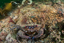 Velvet swimming crab (Necora puber) amongst burrowing anemones, in no take zone, South Arran Marine Protected Area, Isle of Arran, Scotland, UK, August.