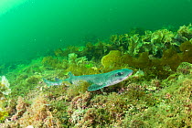 Lesser spotted catshark / Dogfish shark (Scyliorhinus canicula) on a maerl bed in no take zone, South Arran Marine Protected Area, Isle of Arran, Scotland, UK, August.