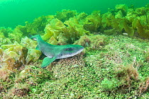 Lesser spotted catshark / Dogfish shark (Scyliorhinus canicula) on a maerl bed in no take zone, South Arran Marine Protected Area, Isle of Arran, Scotland, UK, Augus