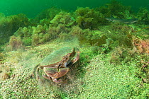 Edible crab (Cancer pagurus) digging in maerl bed, South Arran Marine Protected Area, Isle of Arran, Scotland, UK, August.