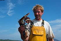 Fisherman holding European lobster / Common lobster (Homarus gammarus), Lamlash Bay, South Arran Marine Protected Area, Isle of Arran, Scotland, UK, August 2016.
