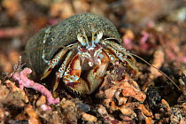 Common hermit crab (Pagurus bernhardus) on maerl bed in no take zone, South Arran Marine Protected Area, Isle of Arran, Scotland, UK, August.