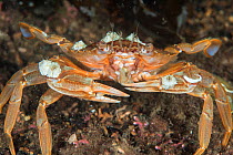 Harbour crab (Liocarcinus depurator) in maerl bed, South Arran Marine Protected Area, Isle of Arran, Scotland, UK, August.