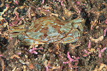 Harbour crab (Liocarcinus depurator) in maerl bed within no take zone, South Arran Marine Protected Area, Isle of Arran, Scotland, UK, August.