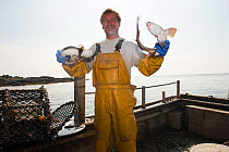 Fisherman holding two Catsharks as bycatch from a lobster pot, Lamlash Bay, South Arran Marine Protected Area, Isle of Arran, Scotland, UK, August.