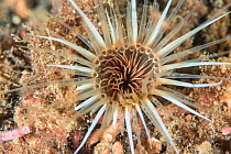 Lesser cylinder anemone (Cerianthus lloydii) in maerl bed, South Arran Marine Protected Area, Isle of Arran, Scotland, UK, August.