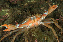 Harbour crab (Liocarcinus depurator) in maerl bed, South Arran Marine Protected Area, Isle of Arran, Scotland, UK, August.