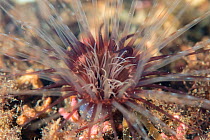 Lesser cylinder anemone (Cerianthus lloydii) in maerl bed, South Arran Marine Protected Area, Isle of Arran, Scotland, UK, August.