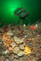 A rocky reef covered in anemones such as Plumose anemone (Metridium senile), starfish, sponges and seaweed, with fish swimming in plankton bloom in background. South Arran Marine Protected Area, Isle...