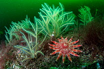 Common sunstar (Crossaster papposus) amongst hydroids (Nemertesia ramosa) and red algae with plankton bloom in background, South Arran Marine Protected Area, Isle of Arran, Scotland, UK, August.