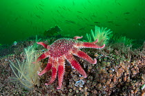 Common sunstar (Crossaster papposus) amongst hydroids (Nemertesia ramosa) and Jewel anemones (Corynactis viridis) with fish swimming in plankton bloom in background, South Arran Marine Protected Area,...