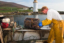 Fisherman removing the catch from a lobster pot, Lamlash Bay, Isle of Arran, South Arran Marine Protected Area, Scotland, UK, August.