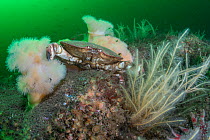 Edible crab (Cancer pagurus) sitting between hydroids (Nemertesia ramosa) and Plumose anemone (Metridium senile) with fish swimming in plankton bloom in background, South Arran Marine Protected Area,...