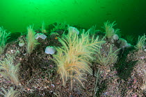 Hydroids (Nemertesia ramosa) on reef with fish swimming in plankton bloom in background, South Arran Marine Protected Area, Isle of Arran, Scotland, UK, August.