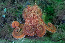 Curled octopus (Eledone cirrhosa) on sea floor, South Arran Marine Protected Area, Isle of Arran, Scotland, UK, August.