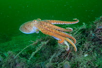Curled octopus (Eledone cirrhosa) swimming over sea floor, South Arran Marine Protected Area, Isle of Arran, Scotland, UK, August.