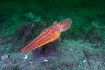 Curled octopus (Eledone cirrhosa) swimming over sea floor, South Arran Marine Protected Area, Isle of Arran, Scotland, UK, August.