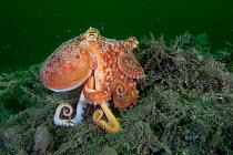 Curled octopus (Eledone cirrhosa) on sea floor, South Arran Marine Protected Area, Isle of Arran, Scotland, UK, August.