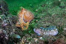 Curled octopus (Eledone cirrhosa) and Yarrell's blenny (Chirolophis ascanii) on sea floor, South Arran Marine Protected Area, Isle of Arran, Scotland, UK, August.