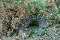 Yarrell's blenny (Chirolophis ascanii) camouflaged against sea floor, South Arran Marine Protected Area, Isle of Arran, Scotland, UK, August.