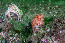Curled octopus (Eledone cirrhosa) and a Spiny starfish (Marthasterias glacialis) on sea floor, South Arran Marine Protected Area, Isle of Arran, Scotland, UK, August.
