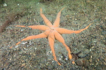 Seven armed starfish (Luidia ciliaris) semi buried in the seabed, South Arran Marine Protected Area, Isle of Arran, Scotland, UK, August.