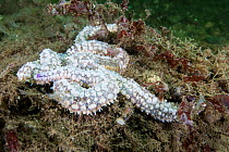 Spiny starfish (Marthasterias glacialis), South Arran Marine Protected Area, Isle of Arran, Scotland, UK, August.