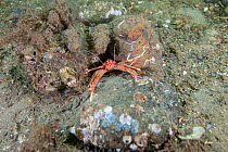 Long clawed squat lobster (Munida rugosa) amongst small boulders covered in marine life, South Arran Marine Protected Area, Isle of Arran, Scotland, UK, August.