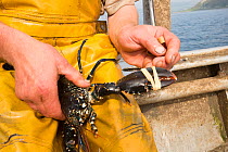 Fisherman banding a Common lobster (Homarus gammarus), Lamlash Bay, Isle of Arran, South Arran Marine Protected Area, Scotland, August 2016.