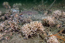 Monkey puzzle bryozoan (Omalosecosa ramulosa) on seafloor, South Arran Marine Protected Area, Isle of Arran, Scotland, UK, August.