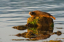 Common / Harbour seal (Phoca vitulina) hauled out on rock in the no take zone, Lamlash Bay, South Arran Marine Protected Area, Isle of Arran, Scotland, UK, August.